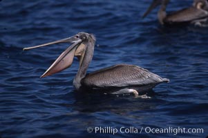 Brown pelicans feeding on krill, Pelecanus occidentalis, Coronado Islands (Islas Coronado)