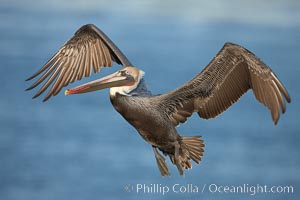 Brown pelican in flight.  The wingspan of the brown pelican is over 7 feet wide. The California race of the brown pelican holds endangered species status.  Adult winter non-breeding plumage, Pelecanus occidentalis, Pelecanus occidentalis californicus, La Jolla