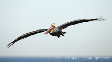 Brown pelican in flight.  The wingspan of the brown pelican is over 7 feet wide. The California race of the brown pelican holds endangered species status.  In winter months, breeding adults assume a dramatic plumage, Pelecanus occidentalis, Pelecanus occidentalis californicus, La Jolla