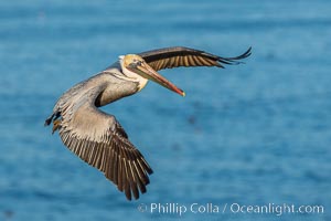 Brown pelican in flight. The wingspan of the brown pelican is over 7 feet wide. The California race of the brown pelican holds endangered species status. Adult winter non-breeding plumage, Pelecanus occidentalis, Pelecanus occidentalis californicus, La Jolla