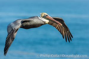 Brown pelican in flight, over the ocean, Pelecanus occidentalis, Pelecanus occidentalis californicus, La Jolla, California