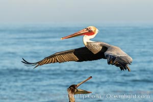 Brown pelican in flight. The wingspan of the brown pelican is over 7 feet wide. The California race of the brown pelican holds endangered species status. In winter months, breeding adults assume a dramatic plumage, Pelecanus occidentalis, Pelecanus occidentalis californicus, La Jolla