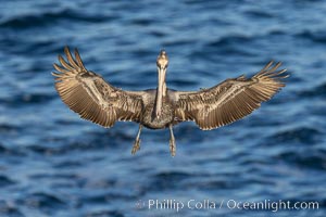 Brown pelican in flight, spreading wings wide to slow in anticipation of landing on seacliffs, Pelecanus occidentalis, Pelecanus occidentalis californicus, La Jolla, California