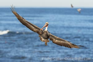 Brown pelican in flight with wings spread wide, slowing as it returns from the ocean to land on seacliffs, adult winter non-breeding plumage, Pelecanus occidentalis, Pelecanus occidentalis californicus, La Jolla, California