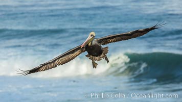 Brown pelican flying over waves and the surf, Pelecanus occidentalis, Pelecanus occidentalis californicus, La Jolla, California