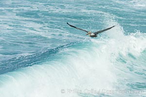 Brown pelican flying over waves and the surf, Pelecanus occidentalis, Pelecanus occidentalis californicus, La Jolla, California