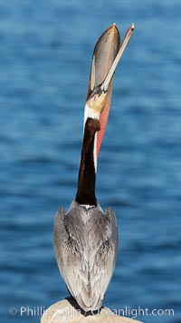 Brown pelican head throw. During a bill throw, the pelican arches its neck back, lifting its large bill upward and stretching its throat pouch, Pelecanus occidentalis, Pelecanus occidentalis californicus, La Jolla, California
