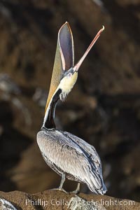 Brown Pelican Head Throw with Distant Cliffs in Background, partially side lit at sunrise, Pelecanus occidentalis, Pelecanus occidentalis californicus, La Jolla, California