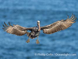 A California Brown Pelican flying over the Pacific Ocean, spreads its large wings wide to slow down as it banks, turns in midair, to land on seacliffs in La Jolla. Winter adult non-breeding plumage, Pelecanus occidentalis californicus, Pelecanus occidentalis