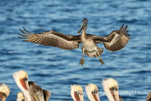 A California Brown Pelican flying over the Pacific Ocean, spreads its large wings wide to slow down as it slows to land on seacliffs in La Jolla. Subadult / juvenile plumage, Pelecanus occidentalis, Pelecanus occidentalis californicus