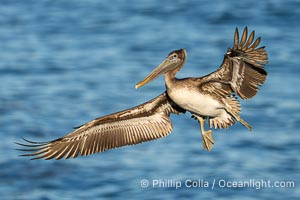 A California Brown Pelican flying over the Pacific Ocean, spreads its large wings wide to slow down as it slows to land on seacliffs in La Jolla. Subadult / juvenile plumage, Pelecanus occidentalis, Pelecanus occidentalis californicus