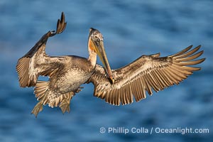 A California Brown Pelican flying over the Pacific Ocean, spreads its large wings wide to slow down as it slows to land on seacliffs in La Jolla. Subadult / juvenile plumage, Pelecanus occidentalis, Pelecanus occidentalis californicus