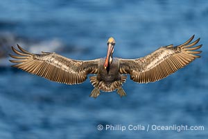 A California Brown Pelican flying over the Pacific Ocean, spreads its large wings wide to slow down as it slows to land on seacliffs in La Jolla. Adult winter breeding plumage with yellow head, red throat and brown hindneck, Pelecanus occidentalis, Pelecanus occidentalis californicus