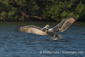 Brown pelican landing on water, Alafia Banks, Florida, Pelecanus occidentalis, Alafia Banks Critical Wildlife Area, Tampa