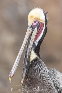 Brown Pelican Portrait Clapping Its Jaws, drops of water frozen in mid air between the tips of its bill, adult winter breeding plumage, feathers wet from rain, Pelecanus occidentalis, Pelecanus occidentalis californicus, La Jolla, California