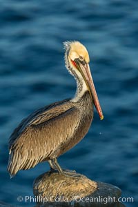 Brown pelican portrait, displaying winter plumage with distinctive yellow head feathers and red gular throat pouch, Pelecanus occidentalis, Pelecanus occidentalis californicus, La Jolla, California