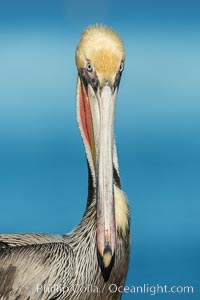 Brown pelican portrait, displaying winter plumage with distinctive yellow head feathers and red gular throat pouch, Pelecanus occidentalis, Pelecanus occidentalis californicus, La Jolla, California
