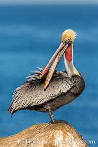 Brown pelican portrait, displaying winter non-breeding plumage with distinctive yellow head feathers and red gular throat pouch but white hind neck, Pelecanus occidentalis, Pelecanus occidentalis californicus, La Jolla, California