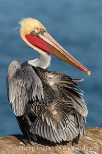 A brown pelican preening, uropygial gland (preen gland) visible near the base of its tail. Preen oil from the uropygial gland is spread by the pelican's beak and back of its head to all other feathers on the pelican, helping to keep them water resistant and dry. Note adult winter breeding plumage in display, with brown neck, red gular throat pouch and yellow and white head.  This adult is just transitioning to the brown hind neck that characterizes breeding brown pelicans, Pelecanus occidentalis, Pelecanus occidentalis californicus, La Jolla, California