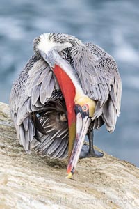 A California brown pelican preening, rubbing the back of its head and neck on the uropygial gland (preen gland) near the base of its tail. Preen oil from the uropygial gland is spread by the pelican's beak and back of its head to all other feathers on the pelican, helping to keep them water resistant and dry. Adult winter non-breeding plumage showing white hindneck and red gular throat pouch (but transitioning to brown hind neck), Pelecanus occidentalis, Pelecanus occidentalis californicus, La Jolla