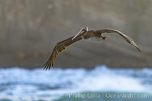Brown Pelican Flying Along Sheer Ocean Cliffs, rare westerly winds associated with a storm allow pelicans to glide along La Jolla's cliffs as they approach shelves and outcroppings on which to land. Backlit by rising sun during stormy conditions, Pelecanus occidentalis, Pelecanus occidentalis californicus