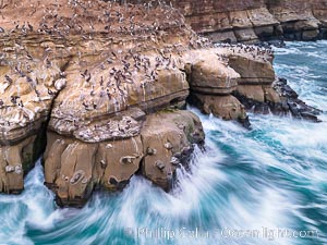 Brown Pelicans on Goldfish Point in La Jolla, time exposure blurs the large waves, aerial photograph.  In the summer we used to jump off the cliff (the "Clam") in front of the twin cave entrances seen at middle-right, Pelecanus occidentalis, Pelecanus occidentalis californicus