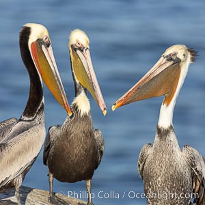 Three brown pelicans gossiping, meeting on cliffs over the sea to discuss the days fishing news, La Jolla, California