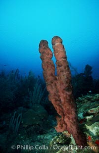 Brown tube sponge, Agelas conifera, Roatan