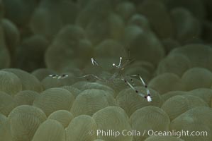 Unidentified marine shrimp on bubble coral, Northern Red Sea, Plerogyra sinuosa, Egyptian Red Sea