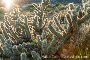 Buckhorn cholla cactus, sunset, near Borrego Valley, Opuntia acanthocarpa, Anza-Borrego Desert State Park, Borrego Springs, California