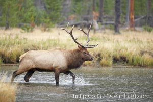 Male elk bugling during the fall rut. Large male elk are known as bulls. Male elk have large antlers which are shed each year. Male elk engage in competitive mating behaviors during the rut, including posturing, antler wrestling and bugling, a loud series of screams which is intended to establish dominance over other males and attract females, Cervus canadensis, Madison River, Yellowstone National Park, Wyoming