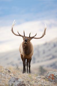 Male elk bugling during the fall rut. Large male elk are known as bulls. Male elk have large antlers which are shed each year. Male elk engage in competitive mating behaviors during the rut, including posturing, antler wrestling and bugling, a loud series of screams which is intended to establish dominance over other males and attract females, Cervus canadensis, Mammoth Hot Springs, Yellowstone National Park, Wyoming