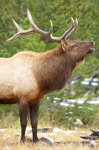 Male elk bugling during the fall rut. Large male elk are known as bulls. Male elk have large antlers which are shed each year. Male elk engage in competitive mating behaviors during the rut, including posturing, antler wrestling and bugling, a loud series of screams which is intended to establish dominance over other males and attract females, Cervus canadensis, Yellowstone National Park, Wyoming