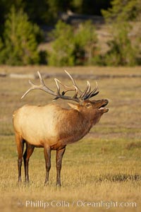 Male elk bugling during the fall rut. Large male elk are known as bulls. Male elk have large antlers which are shed each year. Male elk engage in competitive mating behaviors during the rut, including posturing, antler wrestling and bugling, a loud series of screams which is intended to establish dominance over other males and attract females, Cervus canadensis, Yellowstone National Park, Wyoming