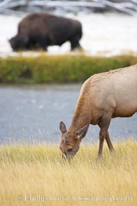 Male elk bugling during the fall rut. Large male elk are known as bulls. Male elk have large antlers which are shed each year. Male elk engage in competitive mating behaviors during the rut, including posturing, antler wrestling and bugling, a loud series of screams which is intended to establish dominance over other males and attract females, Bison bison, Cervus canadensis, Madison River, Yellowstone National Park, Wyoming