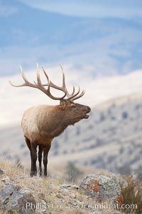 Male elk bugling during the fall rut. Large male elk are known as bulls. Male elk have large antlers which are shed each year. Male elk engage in competitive mating behaviors during the rut, including posturing, antler wrestling and bugling, a loud series of screams which is intended to establish dominance over other males and attract females, Cervus canadensis, Mammoth Hot Springs, Yellowstone National Park, Wyoming