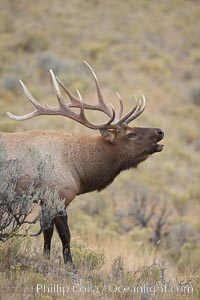 Male elk during the fall rut. Large male elk are known as bulls. Male elk have large antlers which are shed each year. Males engage in competitive mating behaviors during the rut, including posturing, antler wrestling and bugling, a loud series of screams which is intended to establish dominance over other males and attract females, Cervus canadensis, Mammoth Hot Springs, Yellowstone National Park, Wyoming