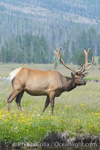 Bull elk, antlers bearing velvet, Gibbon Meadow. Elk are the most abundant large mammal found in Yellowstone National Park. More than 30,000 elk from 8 different herds summer in Yellowstone and approximately 15,000 to 22,000 winter in the park. Bulls grow antlers annually from the time they are nearly one year old. When mature, a bulls rack may have 6 to 8 points or tines on each side and weigh more than 30 pounds. The antlers are shed in March or April and begin regrowing in May, when the bony growth is nourished by blood vessels and covered by furry-looking velvet, Cervus canadensis, Gibbon Meadows