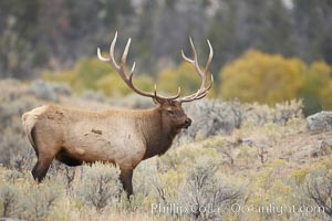 Bull elk in sage brush with large rack of antlers during the fall rut (mating season).  This bull elk has sparred with other bulls to establish his harem of females with which he hopes to mate, Cervus canadensis, Mammoth Hot Springs, Yellowstone National Park, Wyoming