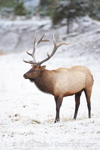 Large male elk (bull) in snow covered meadow near Madison River.  Only male elk have antlers, which start growing in the spring and are shed each winter. The largest antlers may be 4 feet long and weigh up to 40 pounds. Antlers are made of bone which can grow up to one inch per day. While growing, the antlers are covered with and protected by a soft layer of highly vascularised skin known as velvet. The velvet is shed in the summer when the antlers have fully developed. Bull elk may have six or more tines on each antler, however the number of tines has little to do with the age or maturity of a particular animal, Cervus canadensis, Yellowstone National Park, Wyoming