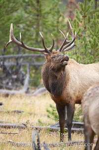 Elk, Cervus canadensis, Madison River, Yellowstone National Park, Wyoming