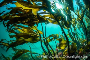 Bull kelp forest near Vancouver Island and Queen Charlotte Strait, Browning Pass, Canada, Nereocystis luetkeana