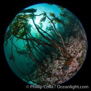 A forest of bull kelp rises above a colorful cold water reef, rich with invertebrate life. Browning Pass, Vancouver Island, Nereocystis luetkeana