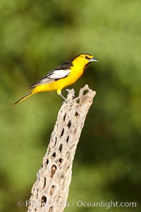 Bullock's oriole, first year male, Icterus bullockii, Amado, Arizona