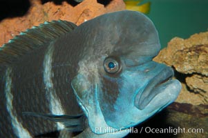 Bumphead Cichlid, Cyphotilapia frontosa