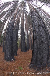 Burned tree trunks, charred bark, burnt trees resulting from a controlled burn fire, Yosemite National Park, California