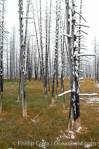 Burned trees hold snow while the ground, warmed by hot springs, remains free of snow, Yellowstone National Park, Wyoming