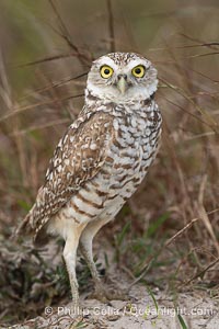 Burrowing owl, Cape Coral, Florida, subspecies Athene cunicularia floridana. This 10-inch-tall burrowing owl is standing beside its burrow. These burrows are usually created by squirrels, prairie dogs, or other rodents and even turtles, and only rarely dug by the owl itself, Athene cunicularia floridana, Athene cunicularia