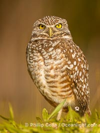 Burrowing owl, Cape Coral, Florida, subspecies Athene cunicularia floridana. This 10-inch-tall burrowing owl is standing beside its burrow. These burrows are usually created by squirrels, prairie dogs, or other rodents and even turtles, and only rarely dug by the owl itself, Athene cunicularia floridana, Athene cunicularia