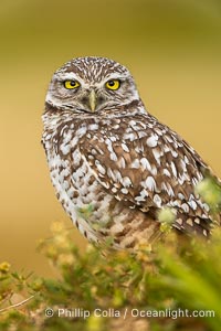 Burrowing owl, Cape Coral, Florida, subspecies Athene cunicularia floridana. This 10-inch-tall burrowing owl is standing beside its burrow. These burrows are usually created by squirrels, prairie dogs, or other rodents and even turtles, and only rarely dug by the owl itself, Athene cunicularia floridana, Athene cunicularia